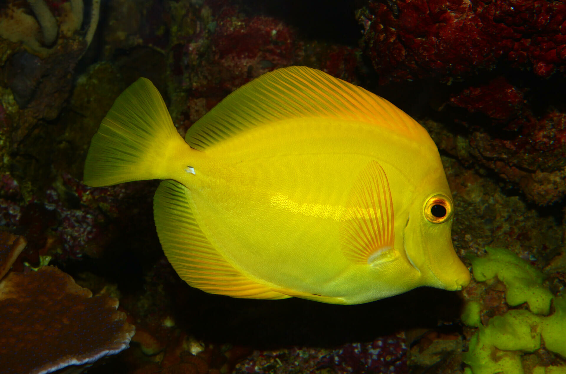 Imagem do Yellow Tang